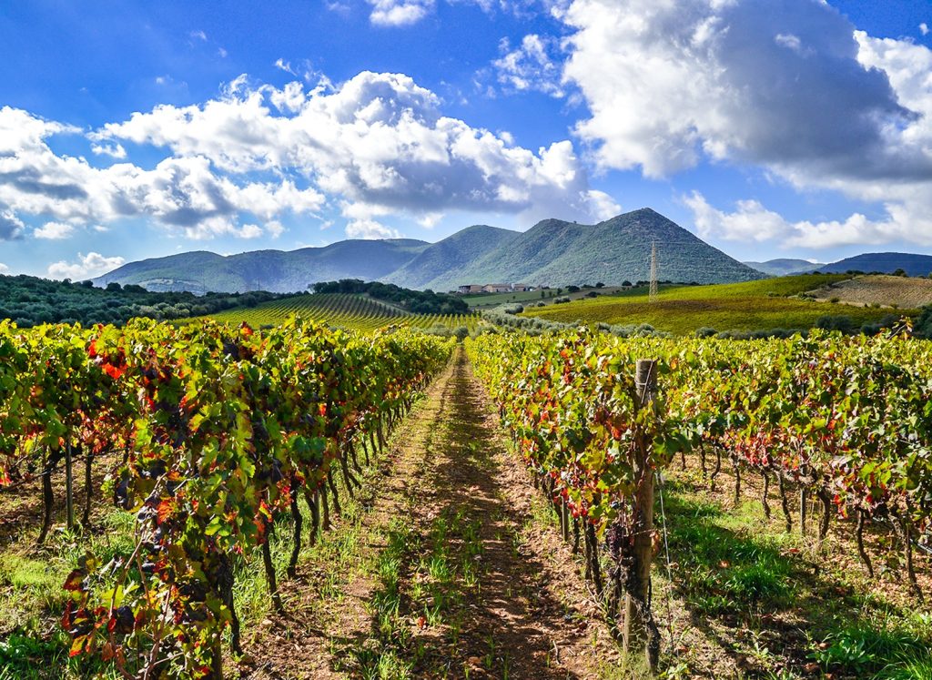 AgriPunica vineyard with mountain in background