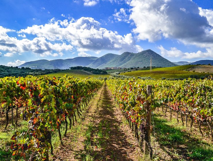 AgriPunica vineyard with mountain in background