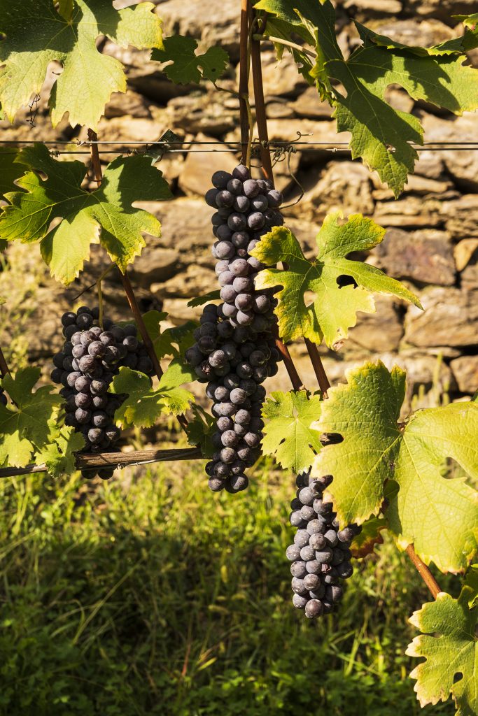 Nebbiolo grapes, known locally as Chiavennasca, growing in Valtellina
