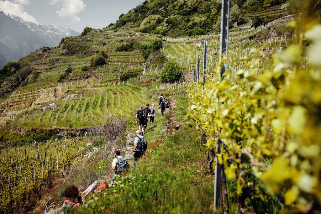 Winemaker harvesting grapes on steep alpine slopes in Valtellina