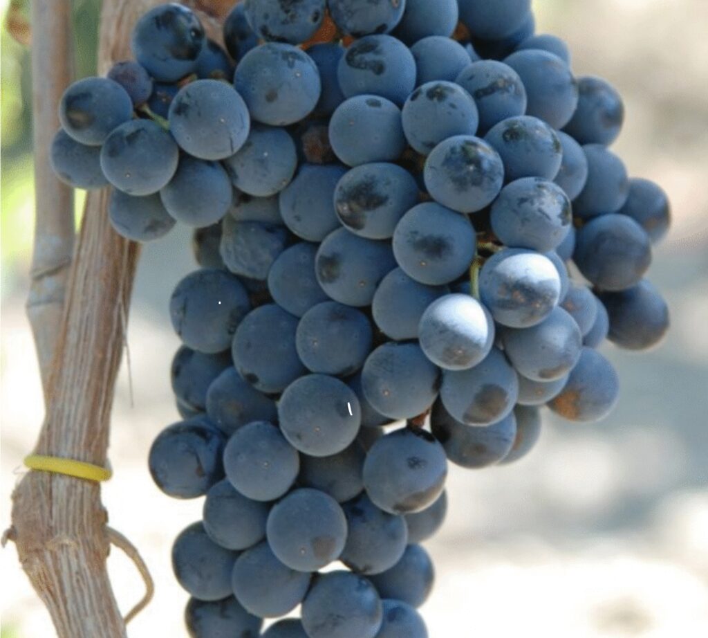 Perricone grapes on vine