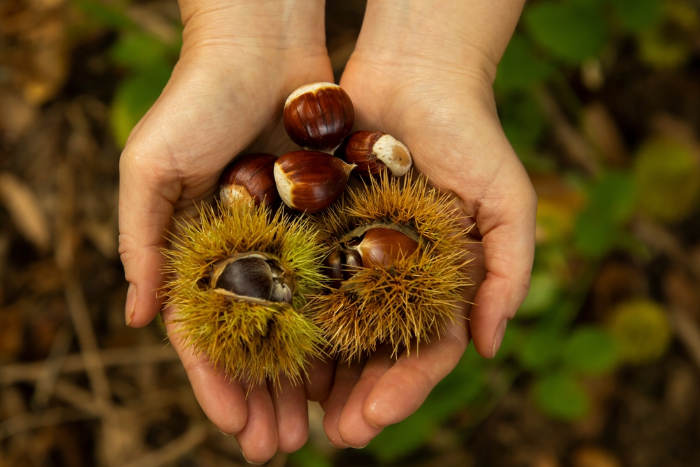 Hands holding harvested wild chestnuts in forest. Shutterstock Castagna
