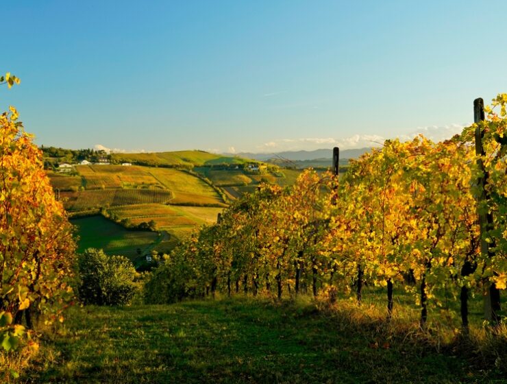 Autumn on the Emilian Apennines in a centuries-old chestnut grove. Bologna, Emilia Romagna. Italy