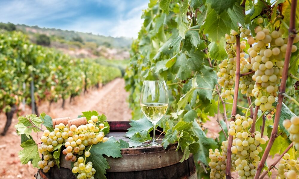 glass of Vermentino with grapes in vineyard in Sardegna