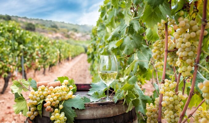 glass of Vermentino with grapes in vineyard in Sardegna