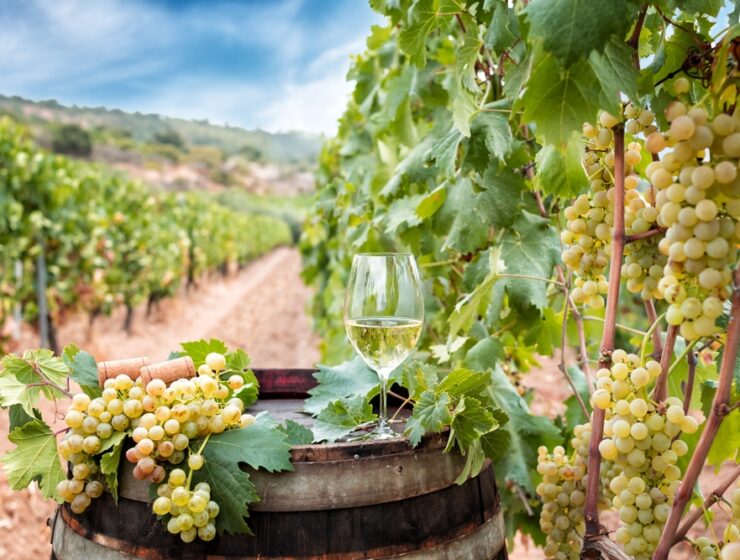 glass of Vermentino with grapes in vineyard in Sardegna