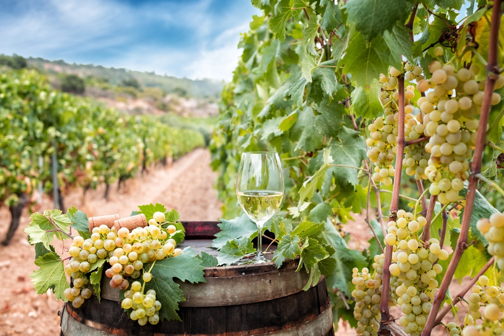 glass of Vermentino with grapes in vineyard in Sardegna