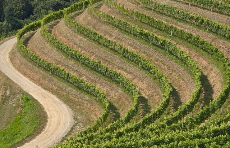Italy Wine Routes