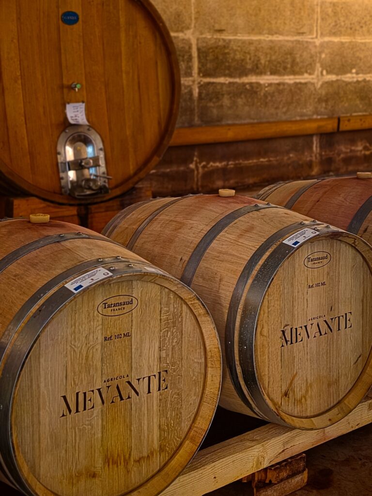 Oak barrels used for wine aging in the underground cellars of Mevante