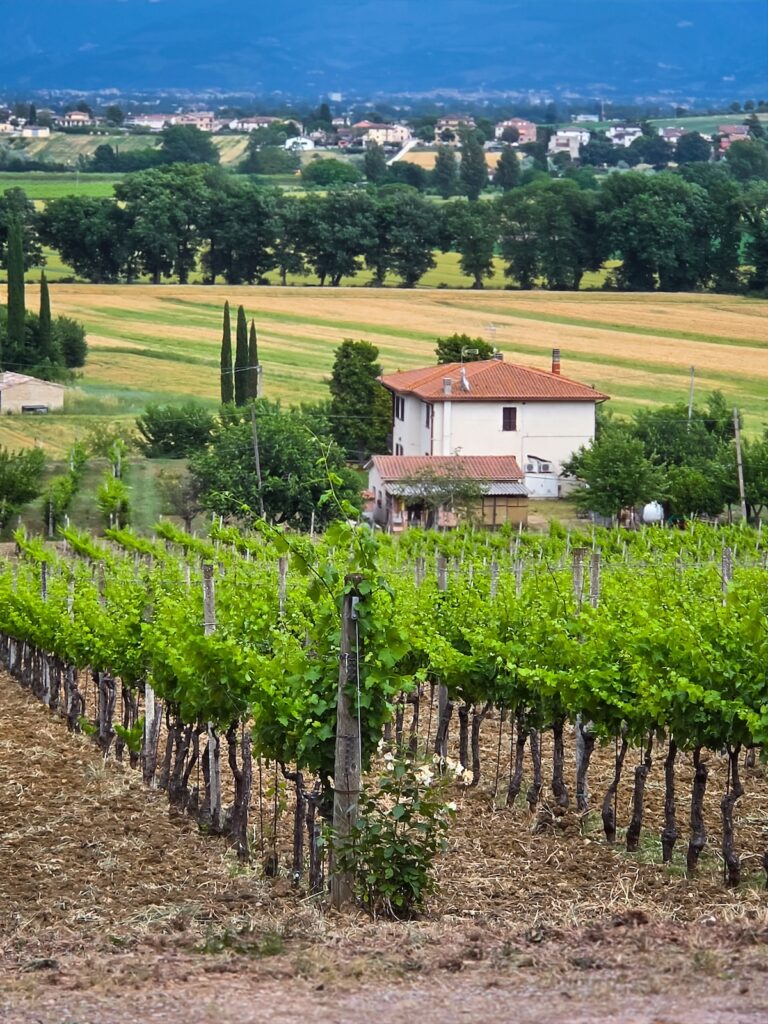 Vineyards surrounding Mevante in the Umbrian countryside near Bevagna