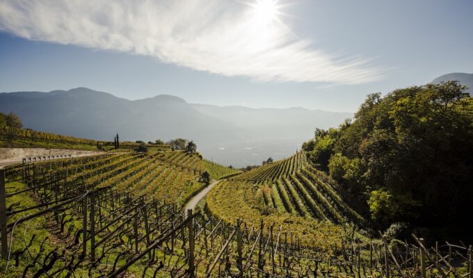 Rows of grapevines stretch across the sunlit hillside vineyards of Cantina Kurtatsch in Alto Adige, with mountains in the distance.
