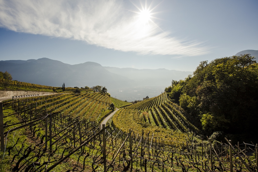 Rows of grapevines stretch across the sunlit hillside vineyards of Cantina Kurtatsch in Alto Adige, with mountains in the distance.