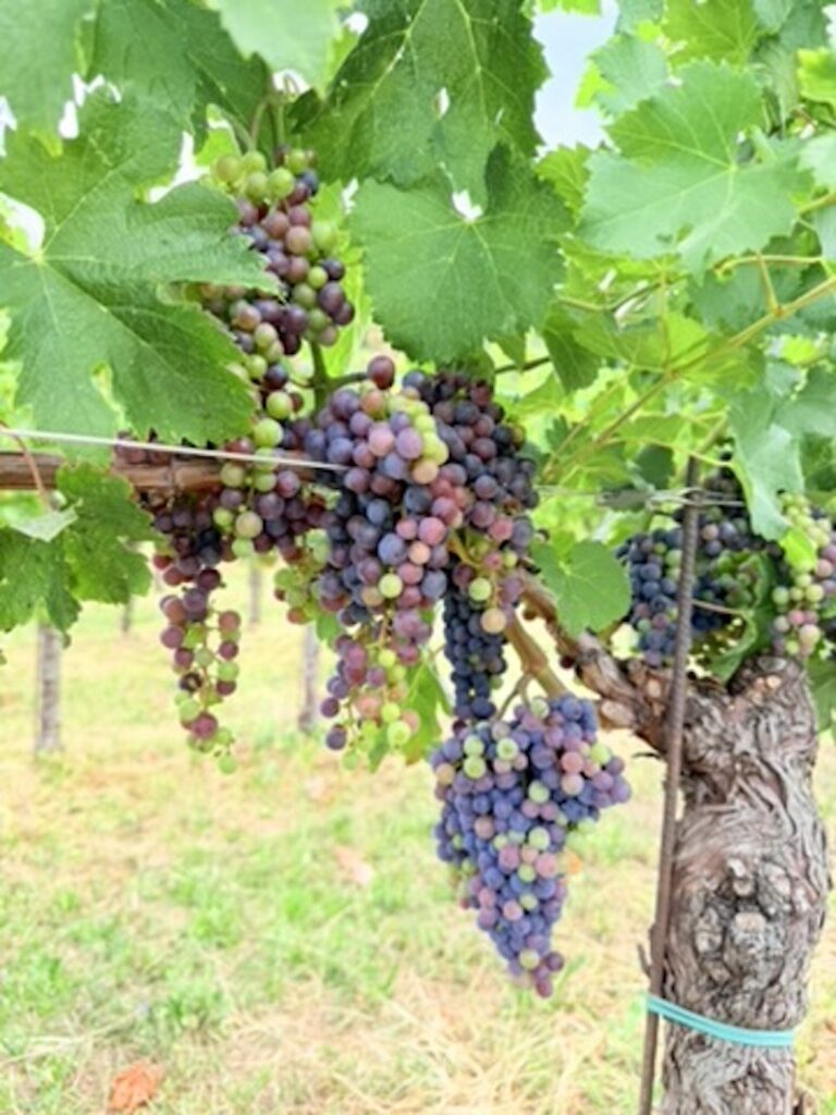 Ripening purple wine grapes on the vine