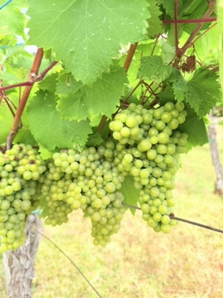 Green wine grapes growing in a vineyard