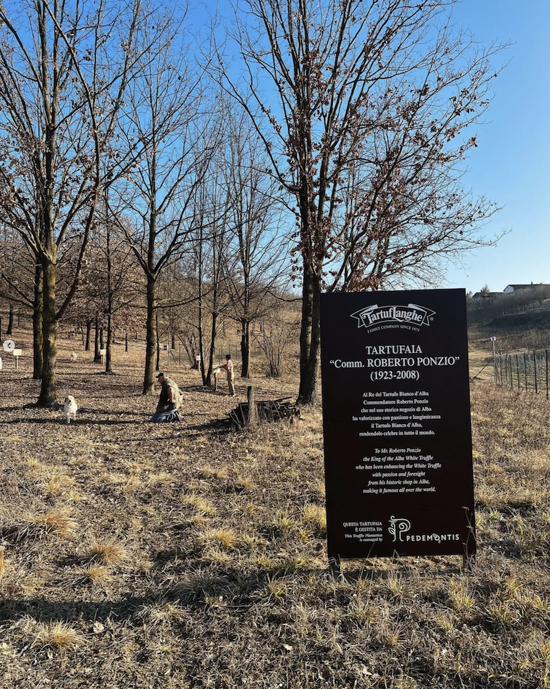 Tartuflanghe truffle-growing woodland in Piedmont
