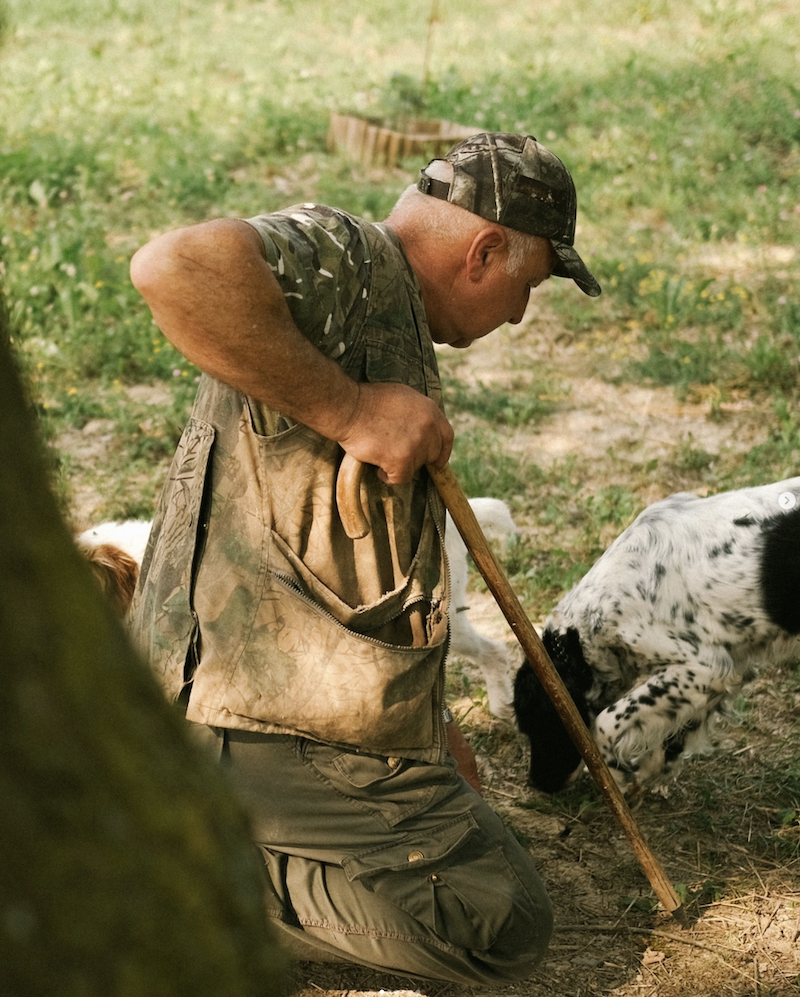 Truffle hunter and trained dog searching for truffles