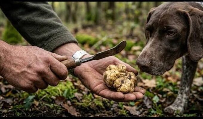 Truffle hunter holding a freshly found truffle beside his dog in an Italian woodland.