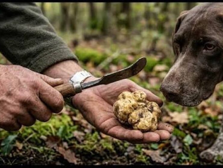 Truffle hunter holding a freshly found truffle beside his dog in an Italian woodland.