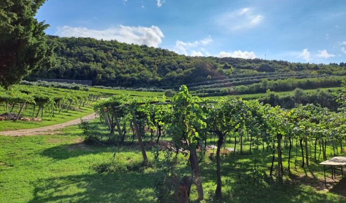Green vineyards stretching across the rolling hills of the Valpolicella wine region near Verona, Italy.